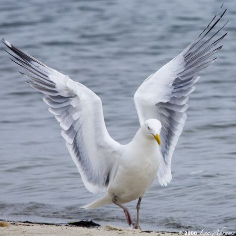 Animal Psychology, Herring Gull, Coastal Birds, Bird Wings, Shorebirds, Lake Ontario, Nature Birds, Sea Birds, Bird Photo