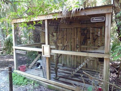 Possum pen Raccoon Enclosure, Ferret Enclosure, Lizard Habitat, Outdoor Enclosure, Animal Enclosures, Enclosure Ideas, Cat Patio, Wildlife Rehabilitation, Pet Raccoon