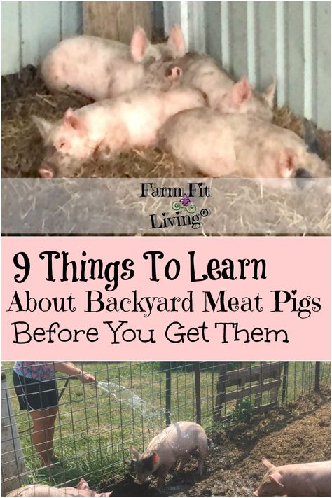 9 things to learn about backyard pigs Pig Breeds, Raising Pigs, Pig Pen, Live Fit, Pig Farming, Country Lifestyle, Goat Farming, Cute Pigs, Farm Gardens