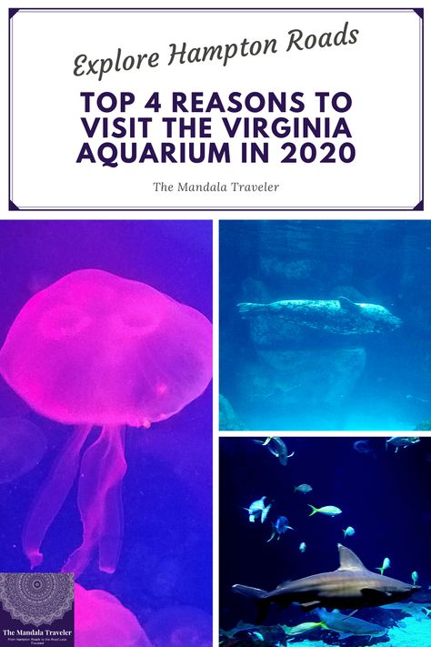 The Virginia Aquarium is a favorite Virginia Beach activity due to its expansive selection of animals and activities. Here are the top 4 reasons you need to plan your visit now! Virginia Beach Aquarium, Virginia Aquarium, Beach Aquarium, Giant Lobster, Beach Activity, Marine Science, Harbor Seal, Komodo Dragon, River Fishing