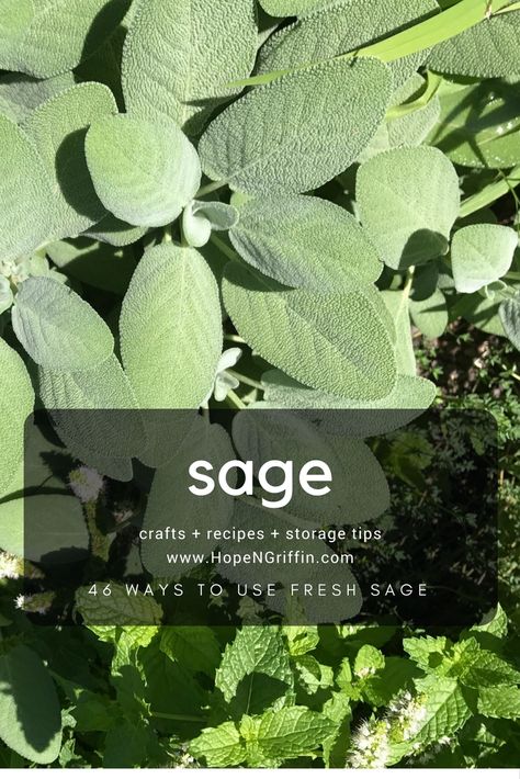 Ways To Use Fresh Sage, What To Do With Fresh Sage, Sage Uses Recipes, Uses For Sage Leaves, Recipes Using Fresh Sage, Fresh Sage Uses, Fresh Sage Recipes, Sage Recipes Fresh, What To Do With Sage