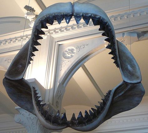 Megalodon Jaw model at the American Musuem of Natural History Megalodon Jaw, Monster Shark, Basking Shark, Baleen Whales, Types Of Sharks, Shark Facts, Shark Jaws, Big Shark, Species Of Sharks