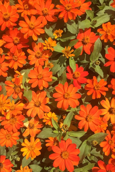 Orange Summer Flowers, Vibrant Background Aesthetic, Orange And Red Aesthetic, Orange Nature Photography, Green And Orange Wallpaper, Red And Orange Aesthetic, Orange Flower Aesthetic, Green And Orange Aesthetic, Orange Red Aesthetic