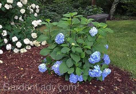 Mophead Hydrangea, The Enchantress, Types Of Hydrangeas, California Plants, Low Water Gardening, Lawn Fertilizer, Hydrangea Garden, Hydrangea Macrophylla, Flower Bud