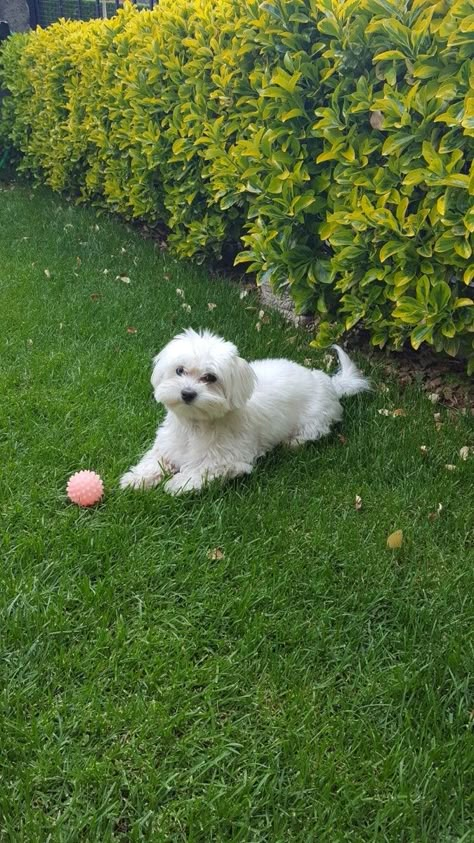 Rare Albino Animals, Dog Snapchats, Albino Animals, Maltipoo Puppy, Cute Little Puppies, Maltese Puppy, Best Dog Breeds, Maltese Dogs