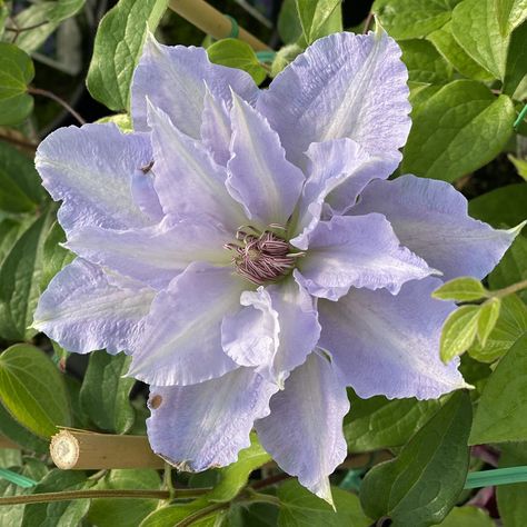 How to Grow Clematis - Garden Crossings Tulips Open, Part Shade Plants, Purple Clematis, Clematis Plants, Clematis Flower, Clematis Vine, Fern Plant, Moon Garden, Flower Collection