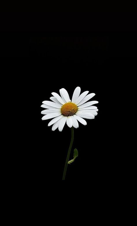 super pretty black background Quotes Aethestic Wallpaper, Daisy On Black Background, Aethestic Dark Wallpaper, Black Daisy Wallpaper, Daisy Black Background, Dark Background Wallpaper, Daisy Wallpaper, Flowers Photography Wallpaper, Witchy Wallpaper