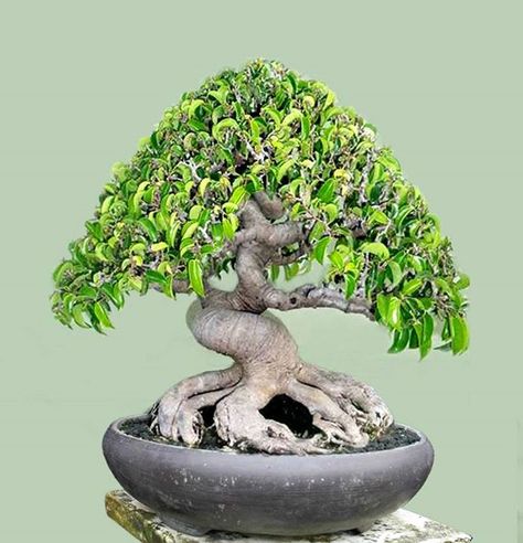 Plants Pictures, Bonsai Diy, Mame Bonsai, Bonsai Styles, Save Nature, Bonsai Art, Bonsai Plants, Bonsai Garden, Model Paint