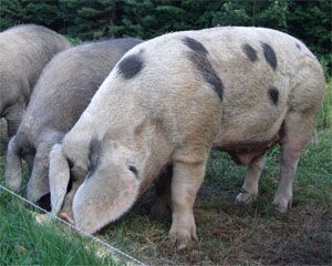 Gloucestershire Old Spots Pig - The Livestock Conservancy Gloucestershire Old Spot Pigs, Pasture Pigs, Hereford Pigs, Gloucestershire Old Spots, Pastured Pigs, Hog Farm, Pig Breeds, Raising Pigs, Pot Belly Pigs