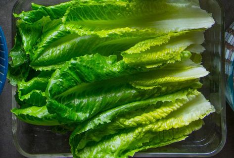 How to Store Lettuce to Help it Stay Crisp and Fresh For Up to 10 Days Storing Lettuce, Types Of Lettuce, Celery Recipes, Storing Fruit, 30 Minute Dinners, Baking Substitutes, Leafy Vegetables, Recipe 30, How To Store