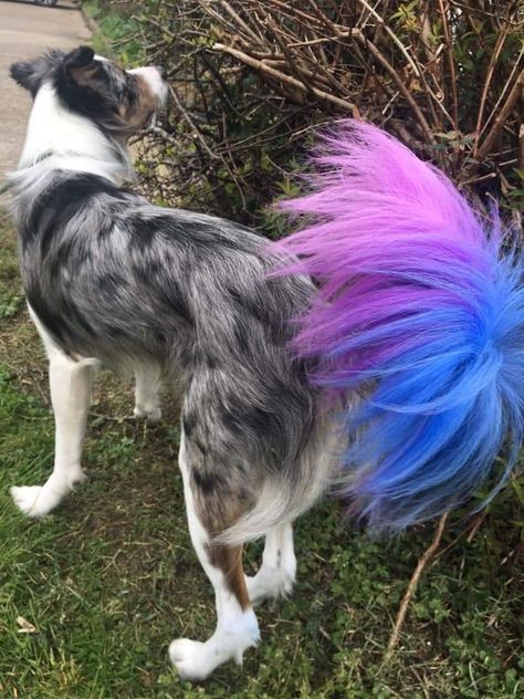 Dyed Dog Tail, Dog Tail Dye, Dyed Poodle, Hair Dye Techniques, Dog Hair Dye, Dog Dye, Dog Grooming Styles, Creative Grooming, Poodle Grooming