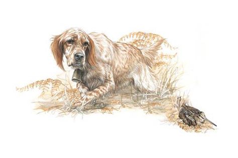 English Setter Dogs, English Setters, Western Artwork, Hunting Art, Bird Hunting, English Setter, Sporting Dogs, Dogs Of The World, Hunting Dogs