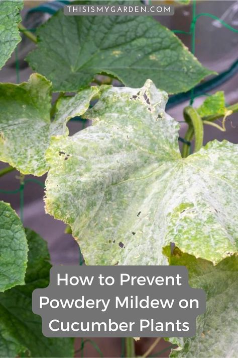 Cucumber Diseases Leaves, Cucumber Plant Problems, How To Prune Cucumber Plants, Pruning Cucumber Plants, Cucumber Plants Growing Tips, Cucumber Growing Tips, Cucumber Growing, Zucchini Growing, Garden Cucumbers