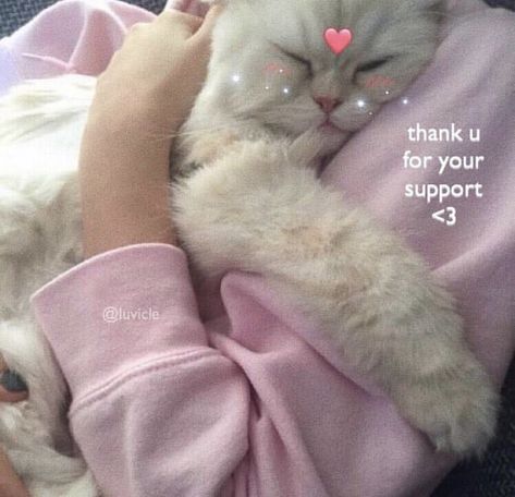 Supportive Cat Pics, Cat Motivation, Love Wholesome, Wholesome Cat, Kitty Aesthetic, Friend Memes, Aesthetic Love, Reaction Pics, Feeling Good