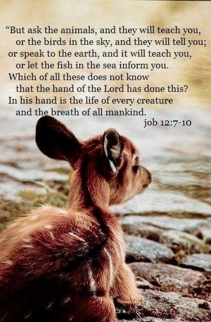 Bible Verse Animals, Scripture About Animals, Animals In The Bible, Hebrew Scriptures, The Book Of Job, Family Prayers, Earth Quotes, Autumn Blue, Book Of Job