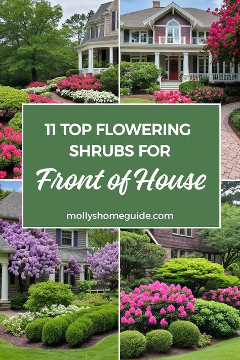 Enhance the curb appeal of your home with our top picks for the best flowering shrubs for the front of your house. Whether you're looking for vibrant colors, fragrant blooms, or low-maintenance options, we've got you covered. Discover a variety of gorgeous flowering shrubs that will thrive in your front yard all year round. From perennial favorites to evergreen selections, these shrubs are perfect for adding long-lasting beauty to your outdoor landscape. Evergreen Foundation Shrubs, Spring Flowering Shrubs, Short Evergreen Shrubs, Zone 7 Landscaping Front Yards, Landscaping For Front Of House, Evergreen Foundation Planting, Shrubs In Front Of House, Bushes In Front Of House, Full Sun Landscaping