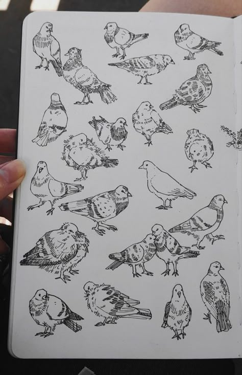 Art by Jadeitor Pigeon Line Art, Cute Pigeon Tattoo, Pegion Bird Aesthetic, Pigeon Doodles, Cute Pigeon Drawing, Cute Birds Drawing, Pigeon Sketch, Tattoo Pigeon, Parakeet Drawing