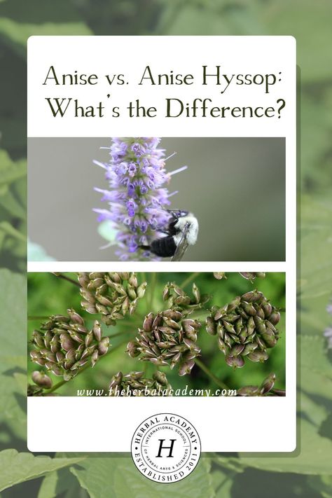 Anise vs. Anise Hyssop: What's the Difference? | Herbal Academy | After diving into the botany of anise and anise hyssop, it is obvious these plants are distinctly different, each offering their own gifts. Botanical Apothecary, Cow Parsnip, Anise Hyssop, Herbal Academy, Botanics Skin Care, Harvesting Herbs, Plant Benefits, Medicinal Herb, Aromatic Plant