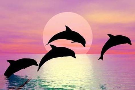 Delfines Kids Painting Projects, Dolphin Silhouette, Dolphin Tattoo, Silhouette Poster, Wall Calendar Design, Dolphin Painting, Silhouette Painting, Interior Design Sketches, Sunset Canvas