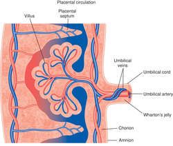 Umbilical cord | definition of umbilical cord by Medical dictionary Fertilization Process, Medical Dictionary, Umbilical Cord, Medical Terms, Research Projects, Medical, Mural