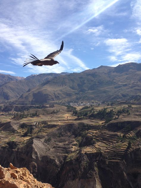 Colca Canyon Peru, Peruvian Condor, Camping Inspo, Thea Stilton, Colca Canyon, Pic Ideas, Ecuador, Bald Eagle, South America