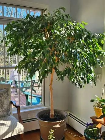 36 Year Old Ficus Tree Weeping Fig Tree Indoor, Ficus Tree Care, Indoor Fig Trees, Ficus Tree Indoor, Weeping Fig Tree, Indoor Tree Plants, Weeping Fig, Ficus Benjamina, Indoor Tree