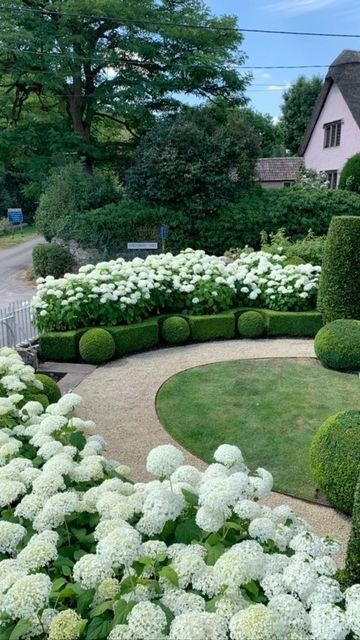 Boxwood And Hydrangea Front Of House, Hydrangea Boxwood Landscaping, New England Garden Landscaping, Buxus Garden Ideas, Boxwood And Hydrangea Landscaping, Hydrangea And Boxwood Landscaping, Hydrangea Garden Front Yard, Arborvitae And Hydrangea Landscaping, Topiary Landscaping