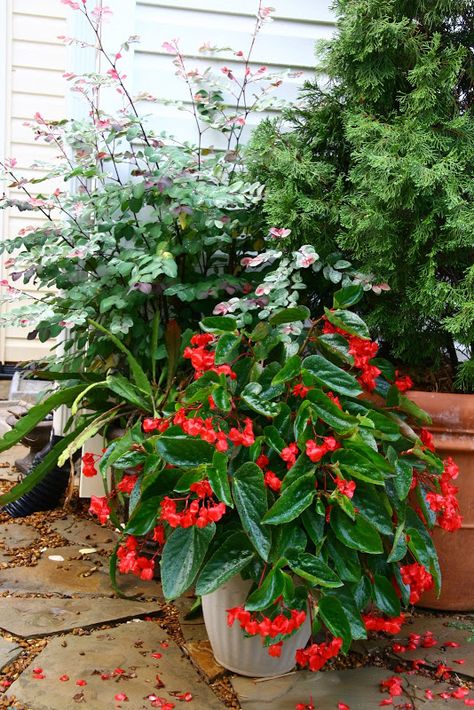 Dragon Wing Begonia, Begonia Dragon, Shade Plants Container, Dragon Wing, Porch Flowers, Succulent Gardening, Outdoor Gardens Design, Greenhouse Gardening, Magical Garden