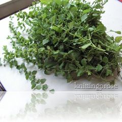 Drying Lemon Balm, Lemon Balm Benefits, Lemon Balm Uses, Lemon Balm Recipes, Storing Lemons, Gardening Herbs, Lemon Balm Tea, Preserving Herbs, Dried Lemon