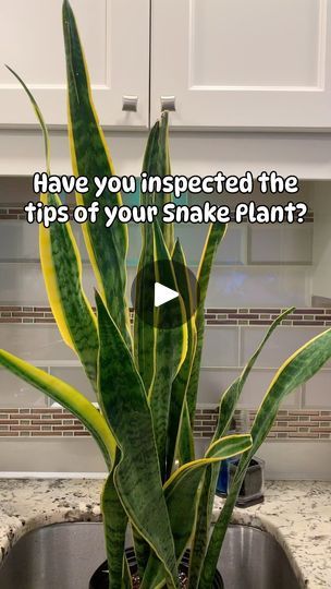 710 reactions · 63 shares | Does your Snake Plants have split ends? 

This is the plants way of telling you something is going on. Usually the most common reason is because of overwatering or even inconsistent watering. You don’t want to water on a schedule but you do want to make sure you follow the same style. 

I fully saturate the soil and then let it go until it’s completely dry. Then I wait another week before watering it. The stalks themselves retain water so if they start to curl in then that’s a sign they’re too dry. 

Another reason is because of low humidity. They are succulents by nature so they will always prefer brighter light and higher humidity. The reason they are so popular is because of their versatility. They can withstand lower light conditions, but if you want it to t Snake Plants, I Wait, Let It Go, Snake Plant, The Soil, Split Ends, Same Style, Happy Saturday, Indoor Plants