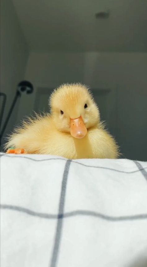 Regnul Animal, Pet Ducks, Cute Ducklings, Baby Duck, Baby Animals Pictures, Animals Cute, Super Cute Animals, Cute Animals Images, Fluffy Animals