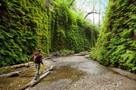 Fern Canyon In Northern California Is A Lesser-Known Place In The U.S. Fern Canyon, California Nature, Channel Islands National Park, Redwood National Park, The Redwoods, Humboldt County, Redwood Forest, Forest Road, Small Waterfall