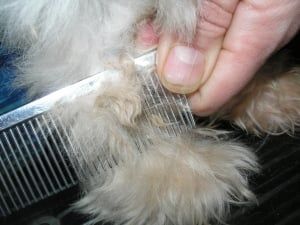 7 Dog Grooming Hacks That Save Time and Money | The Dog People by Rover.com Dog Grooming Hacks, Dog Grooming Diy, Cleaning Dogs Ears, Grooming Hacks, Dog Obsessed, Healthy Dog Food Recipes, Animal Antics, Dog People, Maltese Dogs