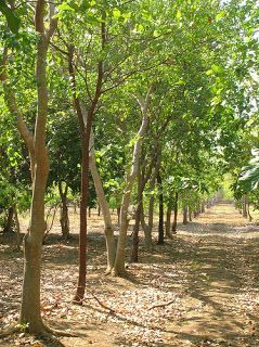 Thai sandalwood farm: sandalwood farm in Australia Sandal Wood Tree, Sandalwood Tree, Perfume Quotes, Native Foods, Farming Business, Lawn Service, Sandalwood Oil, Wood Tree, Traditional Medicine