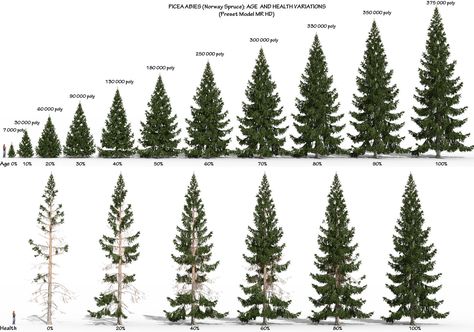 Trees Sketch, Christmas Tree Sketch, Spruce Forest, Picea Abies, Norway Spruce, Tree Sketches, People Tree, Spruce Tree, Design Reference