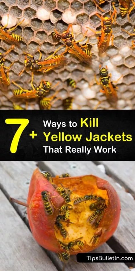 Yellow Jacket Bee, Yellow Jacket Trap, Bee Repellent, Wasp Killer, Wasp Spray, Wasp Repellent, Repellent Diy, Get Rid Of Wasps, Wasp Traps