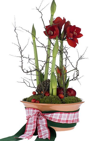 amaryllis arrangement Amaryllis Arrangement Christmas, Amaryllis Centerpiece, Xmas Arrangements, Amaryllis Arrangement, Amaryllis Christmas, Christmas Urns, 19 November, Amaryllis Flowers, Amaryllis Bulbs