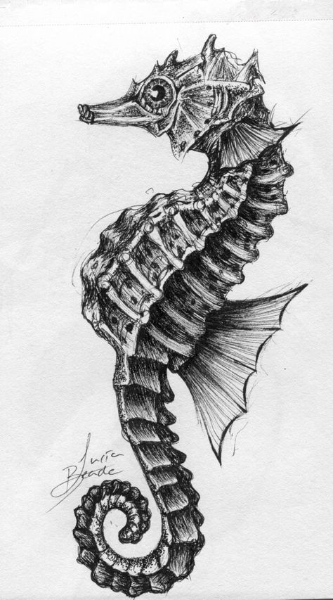 ink drawing, seahorse sketch, biology study Sea Life Line Drawing, Seahorse Scientific Illustration, Underwater Pen Drawing, Detailed Animal Drawings, Marine Animal Sketches, Marine Life Art Gcse, Sea Horse Sketch, Seahorse Drawing Sketches, Seahorses Drawings