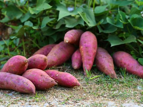 Vertical Sweet Potato Garden – Planting A Trellised Sweet Potato Vine Grow Sweet Potatoes, Sweet Potato Slips, Potato Gardening, Malabar Spinach, Sweet Potato Plant, Growing Sweet Potatoes, Cucumber Trellis, Sweet Potato Vine, Potato Vines