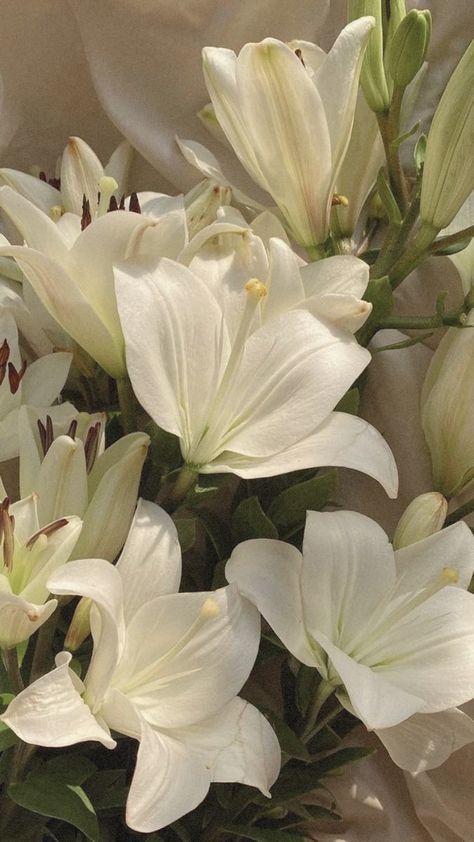 Aesthetic Easter Wallpaper, Aesthetic Easter, White Lily Flower, Easter Wallpaper, Boquette Flowers, Lily Bloom, Nothing But Flowers, Flower Therapy, Beautiful Bouquet Of Flowers