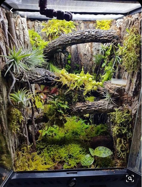 Reptile Setup, Crested Gecko Vivarium, Terrarium Setup, Chameleon Terrarium, Crested Gecko Habitat, Tree Frog Terrarium, Chameleon Enclosure, Gecko Vivarium, Lizard Terrarium