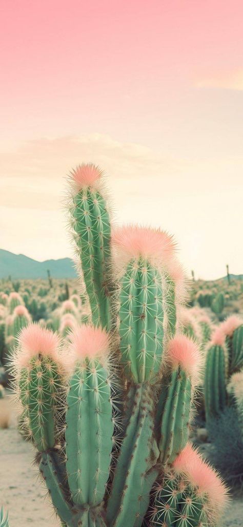 Carpet Ideas 2023, Desert Nature, Desert Aesthetic, Pink Cactus, Iphone Wallpaper Aesthetic, Carpet Ideas, Wallpaper Iphone Wallpaper, Desert Flowers, Desert Vibes