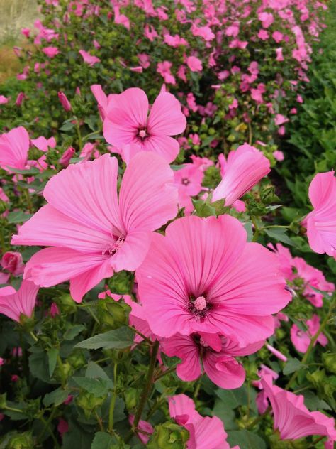 Lavatera trimestris / Annual mallow / Rose mallow / Royal mallow / Regal mallow Rose Mallow Plant, Poppy Mallow Plant, Poppy Mallow, Indian Mallow Flower, Mallow Plant, Rose Mallow, Mystical Garden, Marshmallow Flowers, Mallow Flower