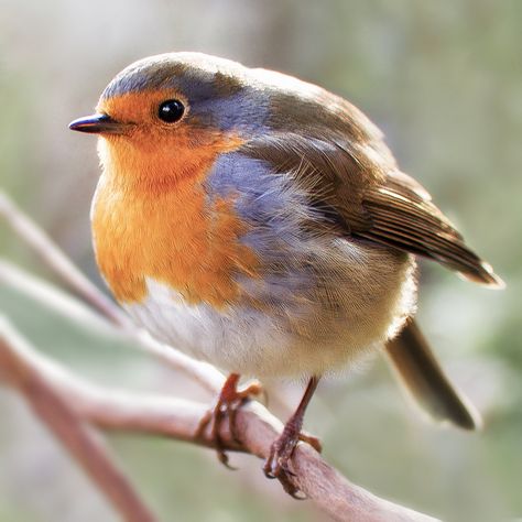 This little cheaky friend followed me round. He wept landing on lighting stands etc. At least he didnt crap on them! He was good company actually :-) Strobist Info. 580EXII into diy mini softbox for fill camera left Blue Jay And Cardinal, English Robin, Round Bird, Facebook Icons, Animal Study, Tiny Bird, Bird Photos, Light Stand, Red Robin