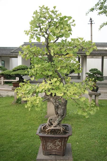 Bonsai Kit, Ginkgo Biloba Tree, Seeds Growing, Maidenhair Tree, Living Fossil, Patio Trees, Tree Seedlings, Ginkgo Tree, Symbol Of Life