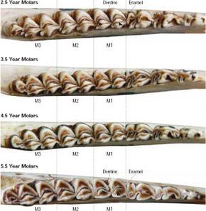 Determine a Deer’s Age by its Jaw | Autumn 2010 | Knots and Bolts Deer Processing, Deer Feed, Mathews Archery, Game Shooting, Antler Hunting, Deer Antler Crafts, Whitetail Hunting, Whitetail Deer Hunting, Taxidermy Display