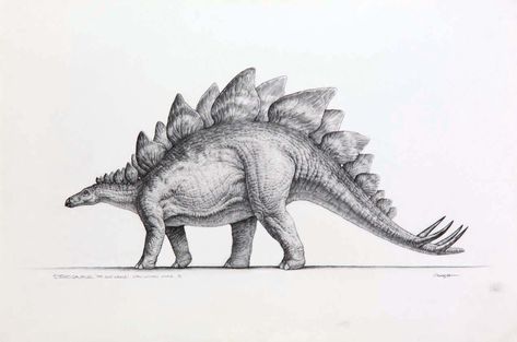 Stegosaurus - the mightiest herbivore Crash Mccreery, Dino Drawing, Dinosaur Sketch, Jurassic Park Movie, Cool Dinosaurs, Dinosaur Tattoos, Dinosaur Drawing, Dinosaur Pictures, Jurassic World Dinosaurs