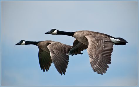 A pair of Canada Geese flying across Whiffin Spit, Sooke BC, seemed to be in perfect harmony. Please View Large On Black Canadian Geese Flying, Canada Geese Flying, Sooke Bc, Hatch Drawing, Flying Goose, Geese Flying, Canadian Geese, Canada Geese, Native Artwork