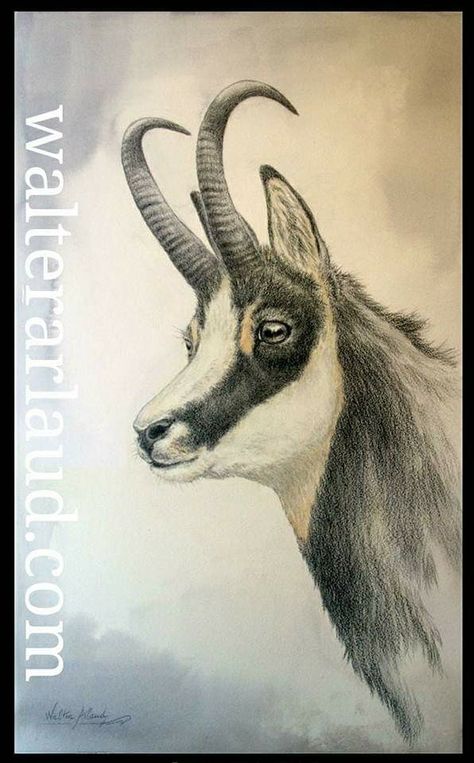 Hunting Drawings, Wild Goat, Deer Mounts, Hunting Art, Tattoo Art Drawings, Wildlife Nature, Pyrography, 3d Art, Animals Beautiful