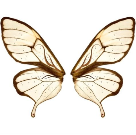 Butterfly Wings Drawing, Butterfly Character, Bug Wings, Logo Butterfly, Butterflies Wings, Wings Png, Fairy Ears, Moth Wings, Wings Drawing